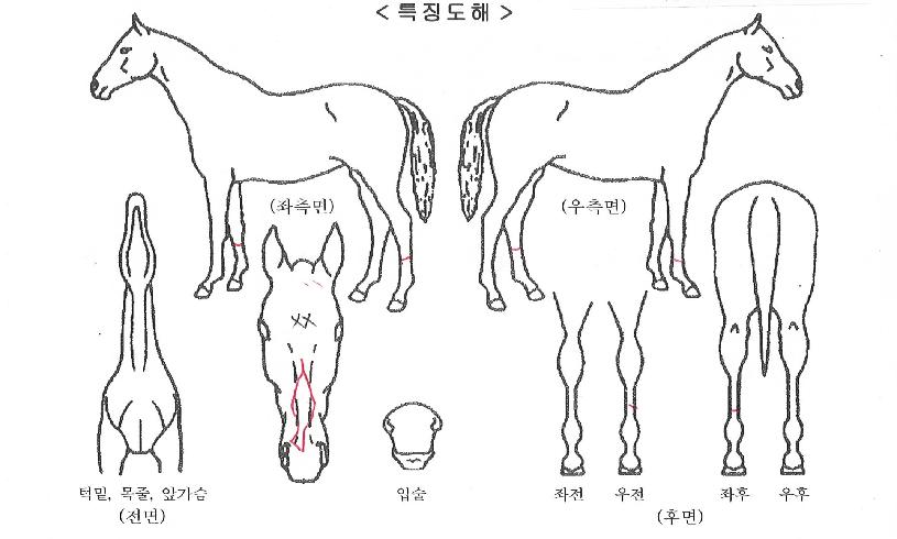 ��Ÿ��ƽŸ���� ����,���,�޸�,�λ�,�ٸ��� Ư¡����