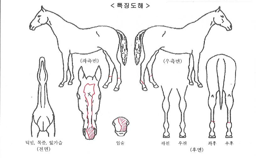 �ε����帲�� ����,���,�޸�,�λ�,�ٸ��� Ư¡����