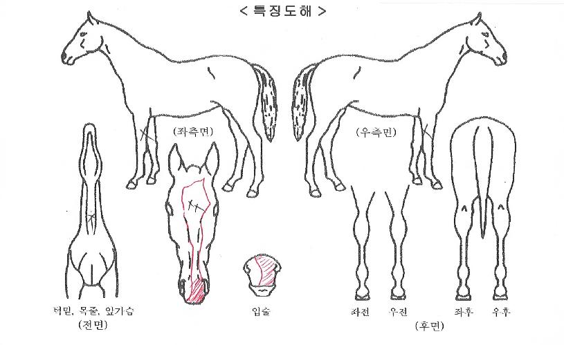 ¸ÞÀ̵åÈñ¸ÁÀÇ Ãø¸é,¿ì¸é,µÞ¸é,µÎ»ó,´Ù¸®ÀÇ Æ¯Â¡µµÇØ