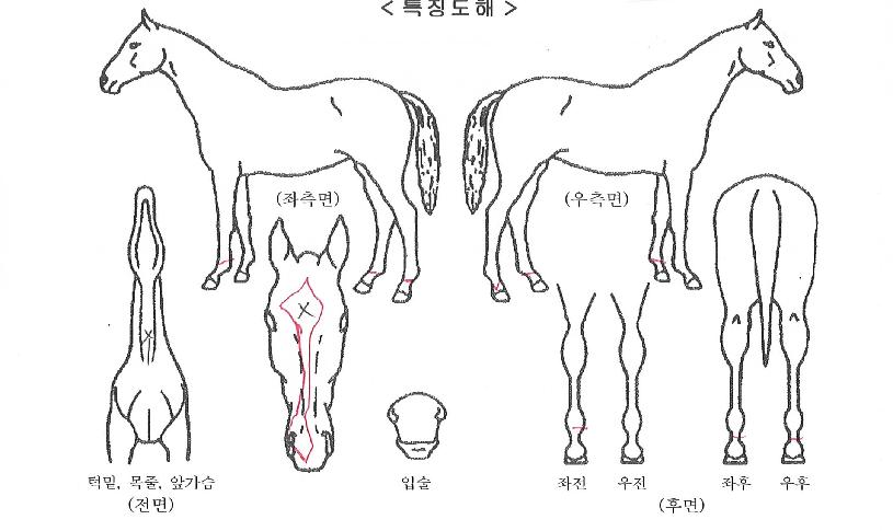 �����ͽ�ü�����ڸ��� ����,���,�޸�,�λ�,�ٸ��� Ư¡����