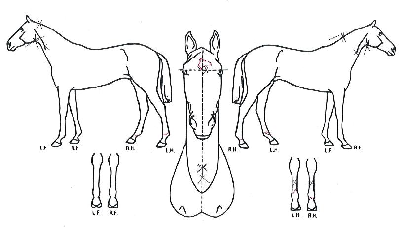 ���Ÿ���� ����,���,�޸�,�λ�,�ٸ��� Ư¡����