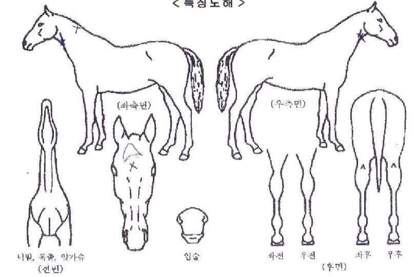 ¹ð¹ð¹ðÀÇ Ãø¸é,¿ì¸é,µÞ¸é,µÎ»ó,´Ù¸®ÀÇ Æ¯Â¡µµÇØ