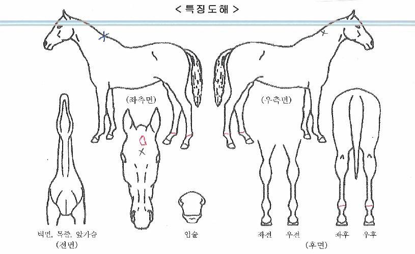 ���������� ����,���,�޸�,�λ�,�ٸ��� Ư¡����