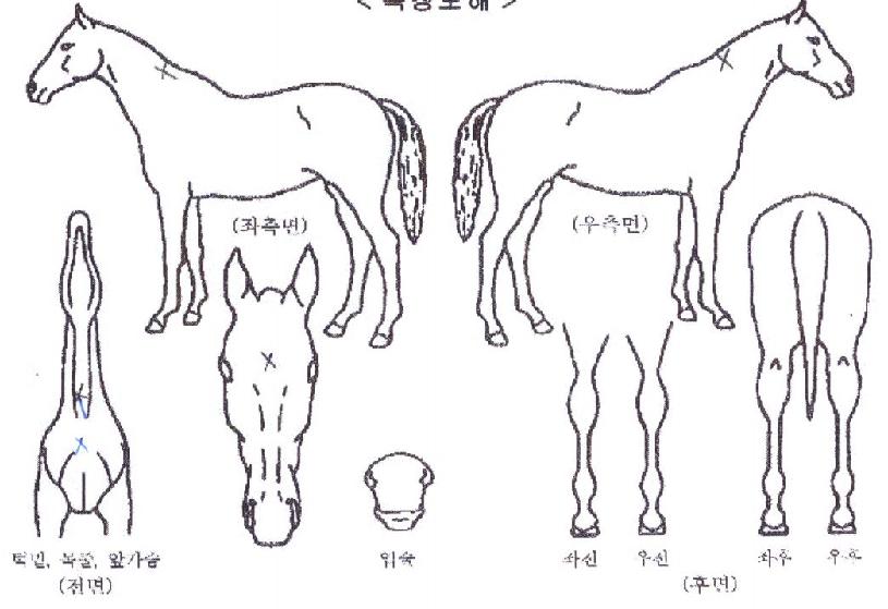ºí·çÇÏÆ®ÀÇ Ãø¸é,¿ì¸é,µÞ¸é,µÎ»ó,´Ù¸®ÀÇ Æ¯Â¡µµÇØ