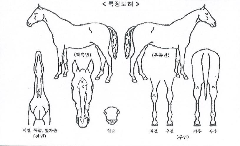 �����극���� ����,���,�޸�,�λ�,�ٸ��� Ư¡����