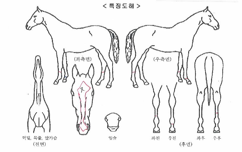 ¼±´õµå·¡°ïÀÇ Ãø¸é,¿ì¸é,µÞ¸é,µÎ»ó,´Ù¸®ÀÇ Æ¯Â¡µµÇØ