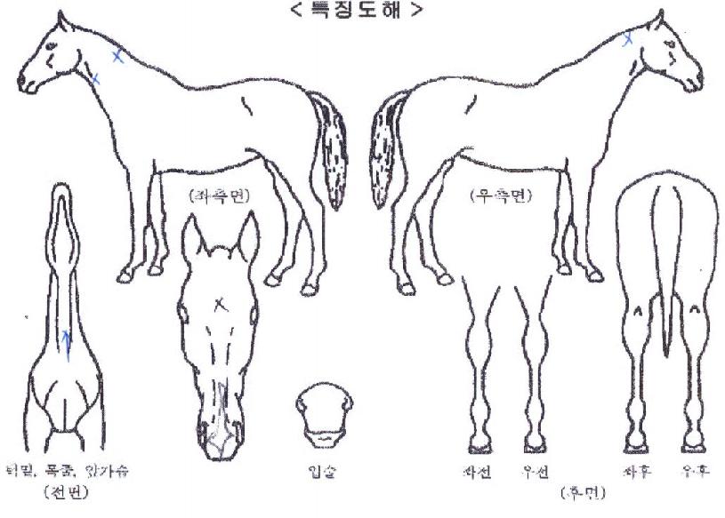 �ٶ���ٴ��� ����,���,�޸�,�λ�,�ٸ��� Ư¡����