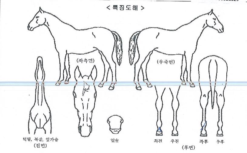 ¿¥ÄÉÀ̸®ÀÇ Ãø¸é,¿ì¸é,µÞ¸é,µÎ»ó,´Ù¸®ÀÇ Æ¯Â¡µµÇØ