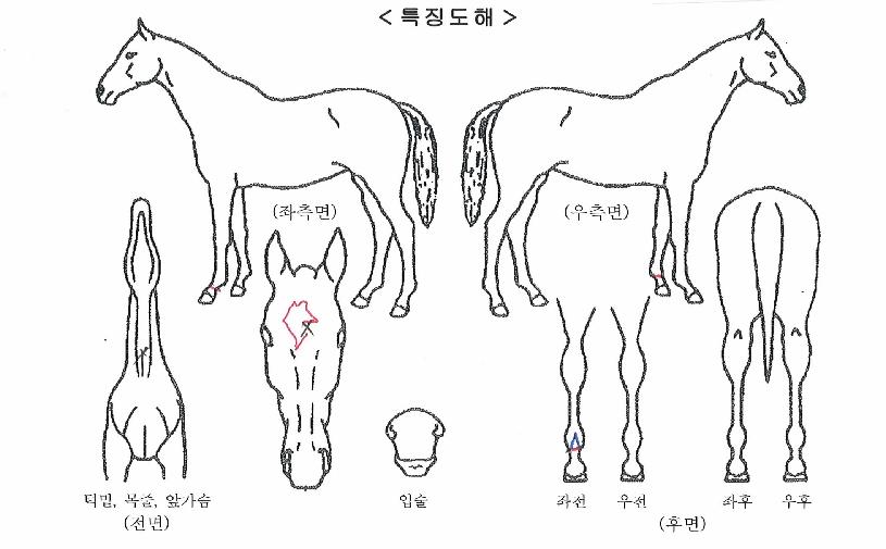 �������ο��� ����,���,�޸�,�λ�,�ٸ��� Ư¡����