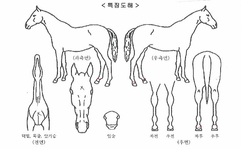 �丣�Ǹ�ġ�� ����,���,�޸�,�λ�,�ٸ��� Ư¡����