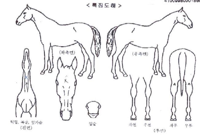 °íÅõ´õ¹ßÇÒ¶óÀÇ Ãø¸é,¿ì¸é,µÞ¸é,µÎ»ó,´Ù¸®ÀÇ Æ¯Â¡µµÇØ