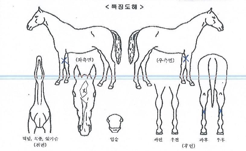 ¿¥ÄÉÀ̽ºÅ¸ÀÇ Ãø¸é,¿ì¸é,µÞ¸é,µÎ»ó,´Ù¸®ÀÇ Æ¯Â¡µµÇØ