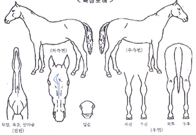 ��Ʈŷ������ ����,���,�޸�,�λ�,�ٸ��� Ư¡����