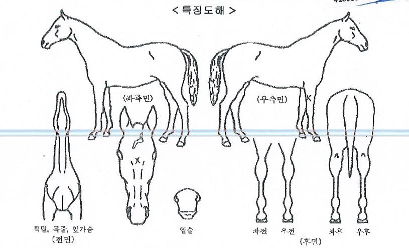 À̽ºÆ®Å·½ºÅæÀÇ Ãø¸é,¿ì¸é,µÞ¸é,µÎ»ó,´Ù¸®ÀÇ Æ¯Â¡µµÇØ