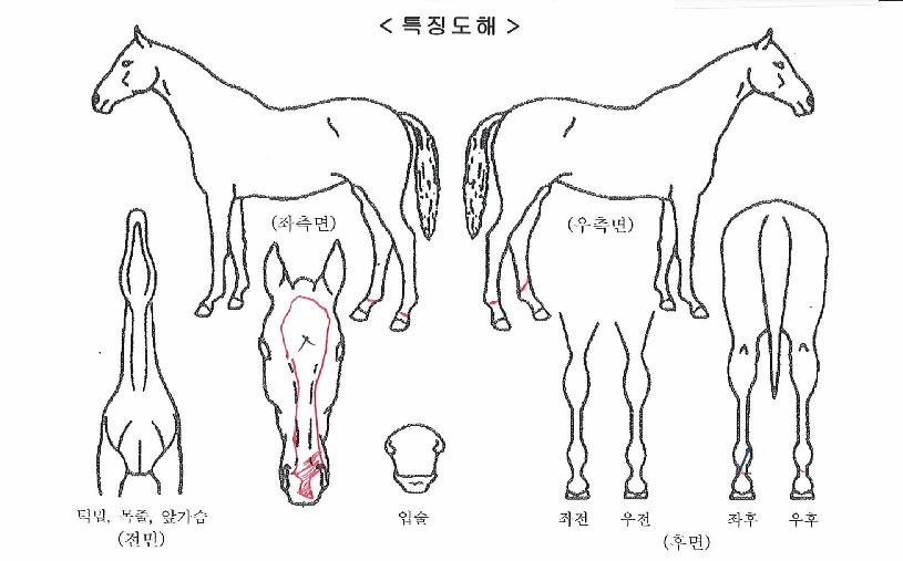 �Ѱ��۷θ��� ����,���,�޸�,�λ�,�ٸ��� Ư¡����