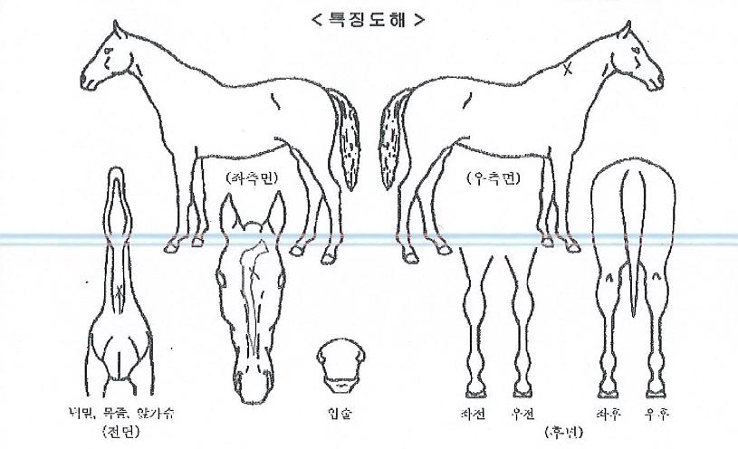 ������Ÿ��ƽ�� ����,���,�޸�,�λ�,�ٸ��� Ư¡����