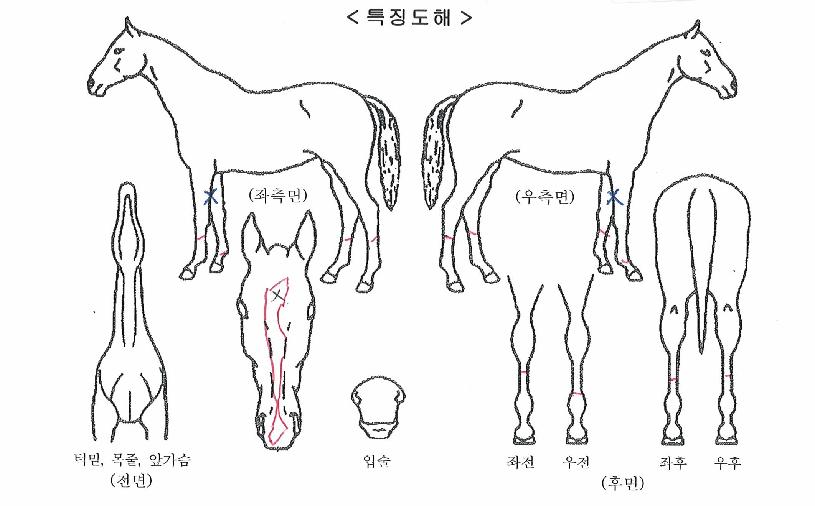 ºóü·ÎÄ«¹ß·ÎÀÇ Ãø¸é,¿ì¸é,µÞ¸é,µÎ»ó,´Ù¸®ÀÇ Æ¯Â¡µµÇØ