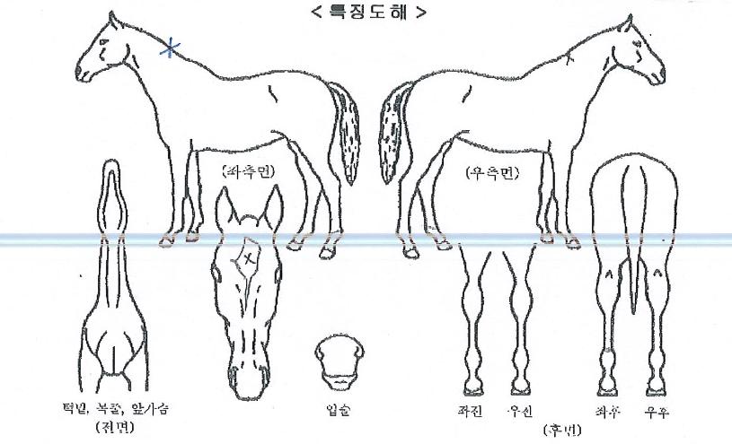 ºòºê¸®ÁöÀÇ Ãø¸é,¿ì¸é,µÞ¸é,µÎ»ó,´Ù¸®ÀÇ Æ¯Â¡µµÇØ