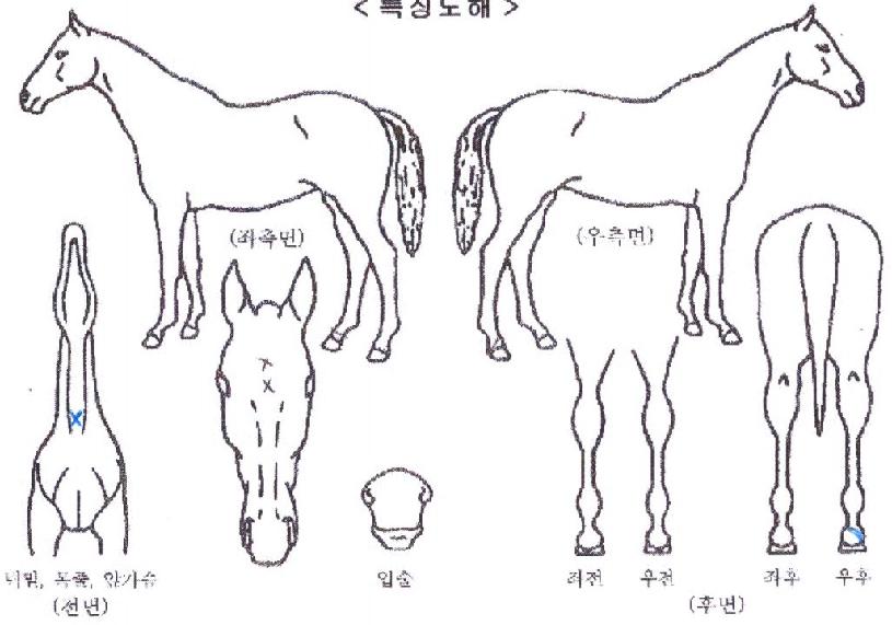 �¿տ����� ����,���,�޸�,�λ�,�ٸ��� Ư¡����