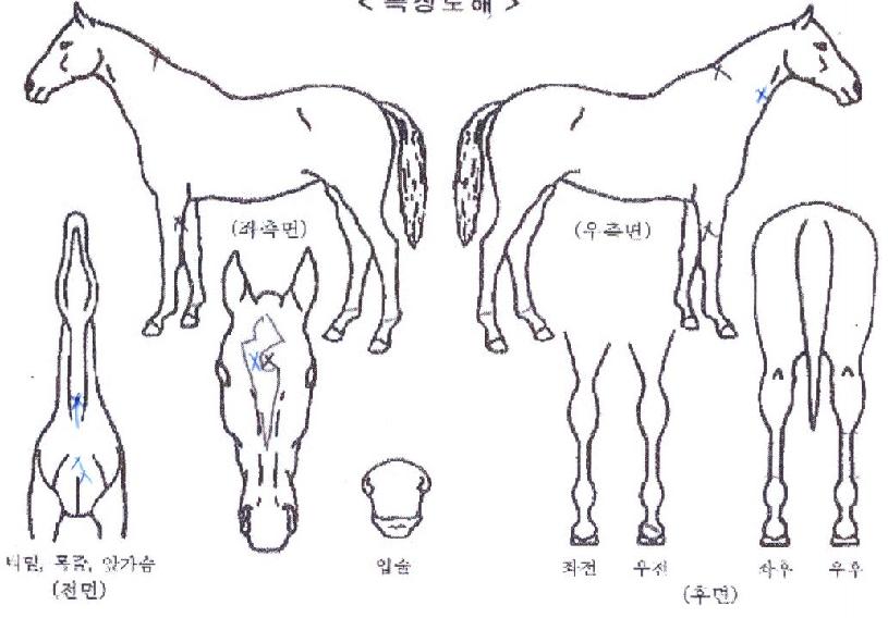 ¹Ì¸¤Ãµ¿ÕÀÇ Ãø¸é,¿ì¸é,µÞ¸é,µÎ»ó,´Ù¸®ÀÇ Æ¯Â¡µµÇØ