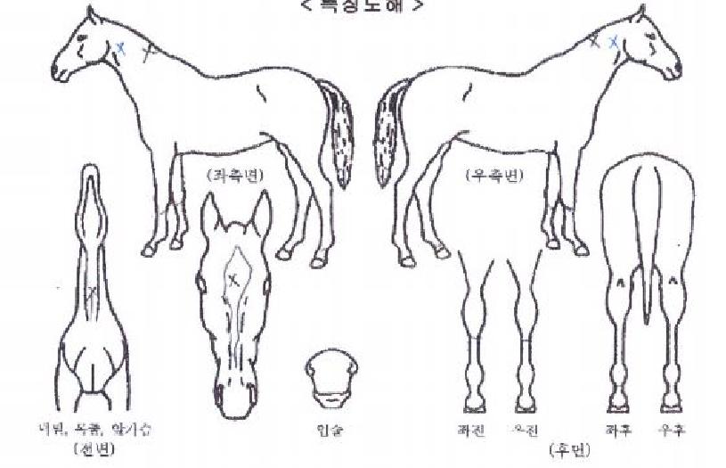 ��������Ǯ�� ����,���,�޸�,�λ�,�ٸ��� Ư¡����