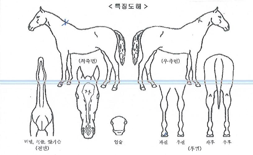 ����Ƽ���� ����,���,�޸�,�λ�,�ٸ��� Ư¡����