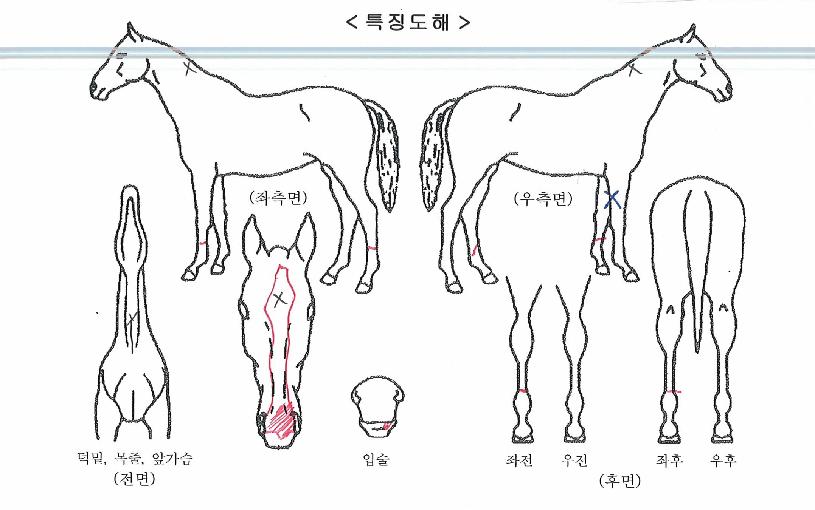 �����Ʈ���� ����,���,�޸�,�λ�,�ٸ��� Ư¡����