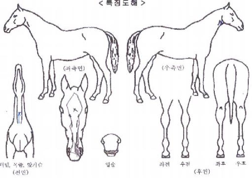 ÆÄ¿öÇ®´í½ºÀÇ Ãø¸é,¿ì¸é,µÞ¸é,µÎ»ó,´Ù¸®ÀÇ Æ¯Â¡µµÇØ