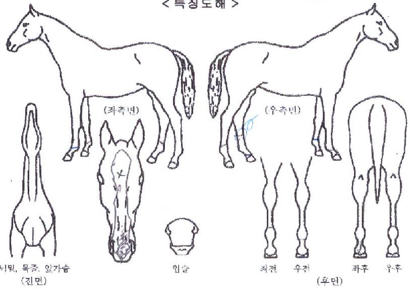 Á¦ÀÏÀ̾ßÀÇ Ãø¸é,¿ì¸é,µÞ¸é,µÎ»ó,´Ù¸®ÀÇ Æ¯Â¡µµÇØ