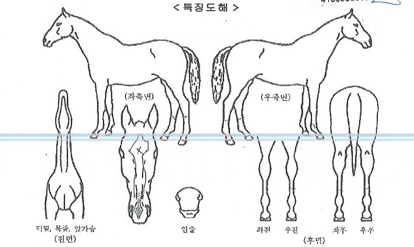 ³»Ãß·²»ç¿îµåÀÇ Ãø¸é,¿ì¸é,µÞ¸é,µÎ»ó,´Ù¸®ÀÇ Æ¯Â¡µµÇØ