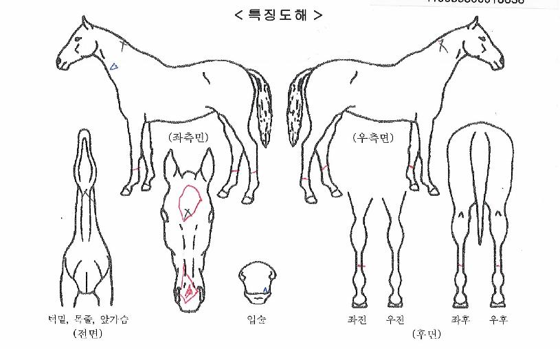 ·¹ÀνºÅ¸ÀÇ Ãø¸é,¿ì¸é,µÞ¸é,µÎ»ó,´Ù¸®ÀÇ Æ¯Â¡µµÇØ