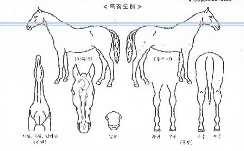 ½ºÆÄÅ©¼±´õÀÇ Ãø¸é,¿ì¸é,µÞ¸é,µÎ»ó,´Ù¸®ÀÇ Æ¯Â¡µµÇØ