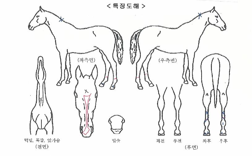 õ��ê�� ����,���,�޸�,�λ�,�ٸ��� Ư¡����