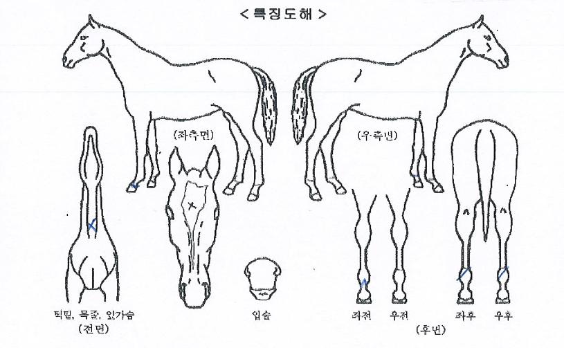 õ��ê�� ����,���,�޸�,�λ�,�ٸ��� Ư¡����