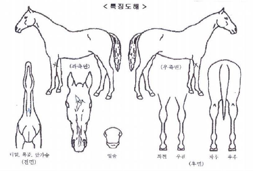 ½ºÆ®¶óÀ̵ù¸ÇÀÇ Ãø¸é,¿ì¸é,µÞ¸é,µÎ»ó,´Ù¸®ÀÇ Æ¯Â¡µµÇØ