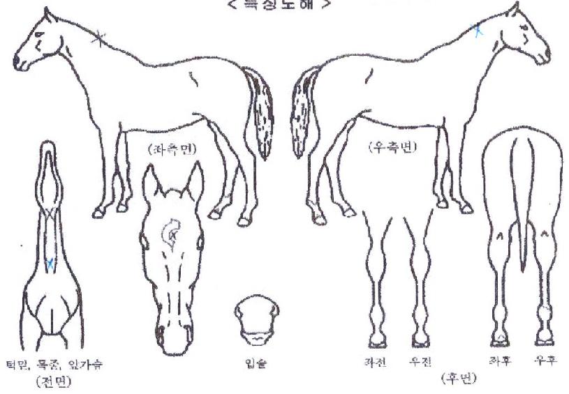 ¸¶ÀÌÆ¼·çºñÀÇ Ãø¸é,¿ì¸é,µÞ¸é,µÎ»ó,´Ù¸®ÀÇ Æ¯Â¡µµÇØ