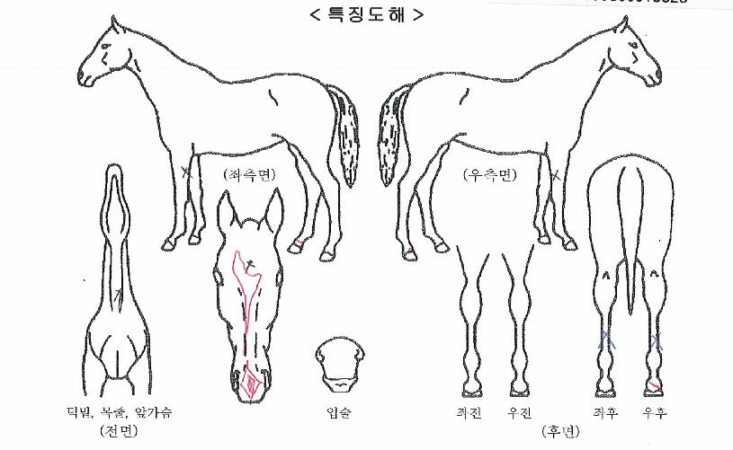 ´ë¿ø¿ë¸¶ÀÇ Ãø¸é,¿ì¸é,µÞ¸é,µÎ»ó,´Ù¸®ÀÇ Æ¯Â¡µµÇØ