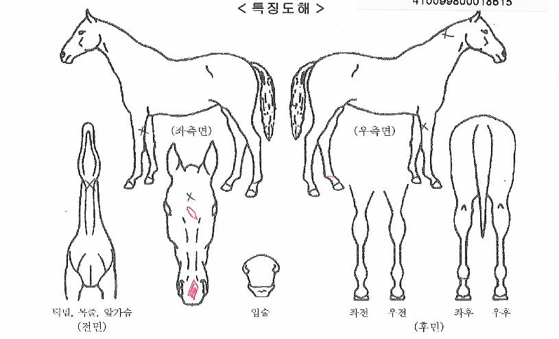 °Å¼¾¹Ý°ÝÀÇ Ãø¸é,¿ì¸é,µÞ¸é,µÎ»ó,´Ù¸®ÀÇ Æ¯Â¡µµÇØ