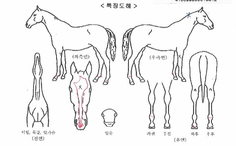 ¸ð¸ðÄÉÀÌÀÇ Ãø¸é,¿ì¸é,µÞ¸é,µÎ»ó,´Ù¸®ÀÇ Æ¯Â¡µµÇØ