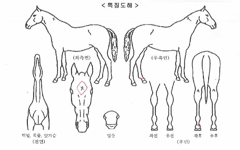 �屺������ ����,���,�޸�,�λ�,�ٸ��� Ư¡����