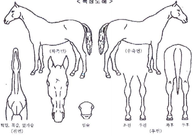 ���̾Ƹ���Ʈ�� ����,���,�޸�,�λ�,�ٸ��� Ư¡����