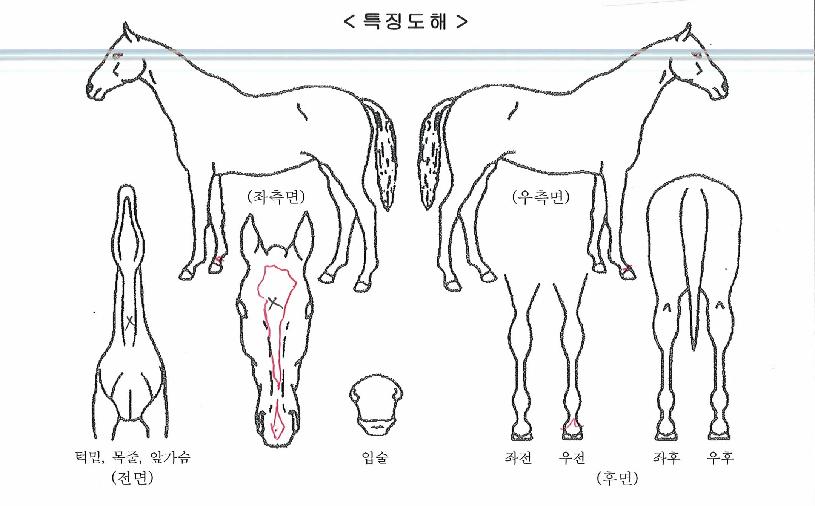¸ÞŸÀÇ Ãø¸é,¿ì¸é,µÞ¸é,µÎ»ó,´Ù¸®ÀÇ Æ¯Â¡µµÇØ