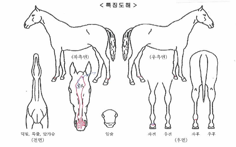 ·¯½Ãµå·¡°ïÀÇ Ãø¸é,¿ì¸é,µÞ¸é,µÎ»ó,´Ù¸®ÀÇ Æ¯Â¡µµÇØ