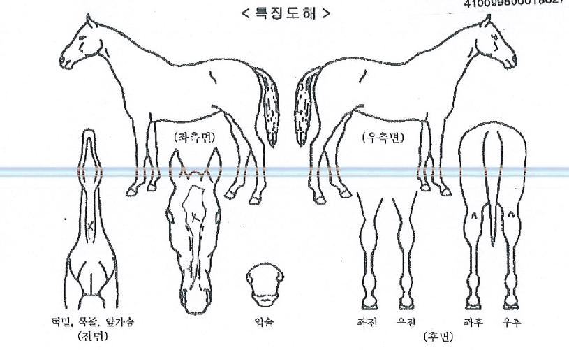 ºñ¹Ùû¼öÀÇ Ãø¸é,¿ì¸é,µÞ¸é,µÎ»ó,´Ù¸®ÀÇ Æ¯Â¡µµÇØ