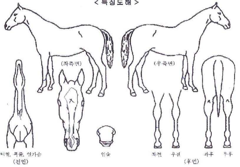 ���Ӻ�Ʈ�� ����,���,�޸�,�λ�,�ٸ��� Ư¡����