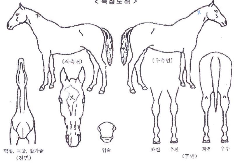 ����̳���Ʈ�� ����,���,�޸�,�λ�,�ٸ��� Ư¡����