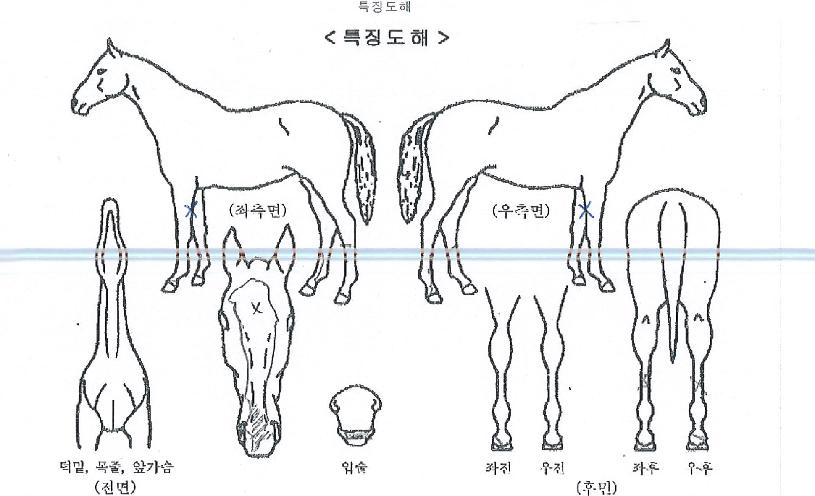 ºê¶óº¸Ç÷¹ÀÌÀÇ Ãø¸é,¿ì¸é,µÞ¸é,µÎ»ó,´Ù¸®ÀÇ Æ¯Â¡µµÇØ