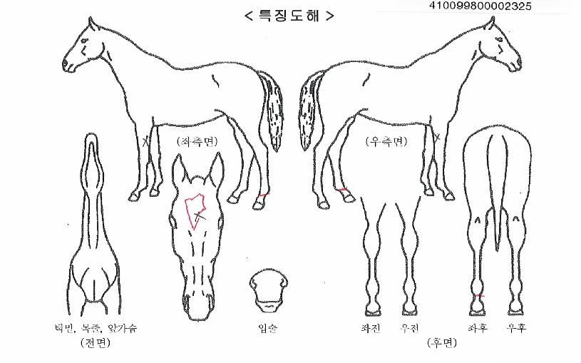 ¸¸´ë·ÎÀÇ Ãø¸é,¿ì¸é,µÞ¸é,µÎ»ó,´Ù¸®ÀÇ Æ¯Â¡µµÇØ