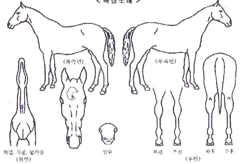 ���ֺ��� ����,���,�޸�,�λ�,�ٸ��� Ư¡����