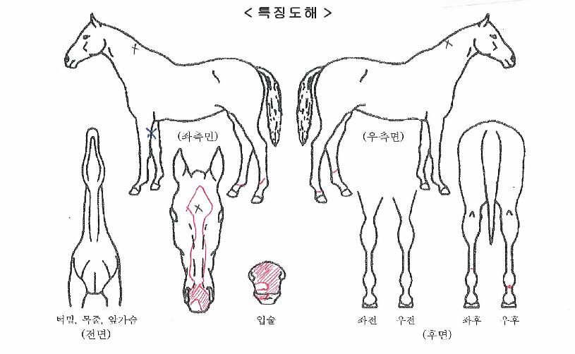 ¿ùµå¼¨³Í½ºÀÇ Ãø¸é,¿ì¸é,µÞ¸é,µÎ»ó,´Ù¸®ÀÇ Æ¯Â¡µµÇØ